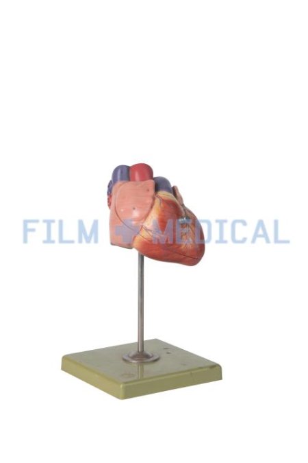 Heart Model on Green Stand